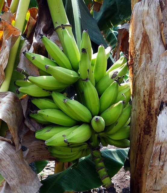 zelený banán plantain.jpg